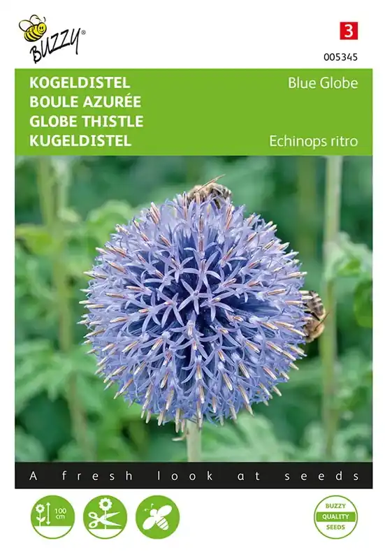 Kogeldistel Blue Globe - Direct van de fabrikant