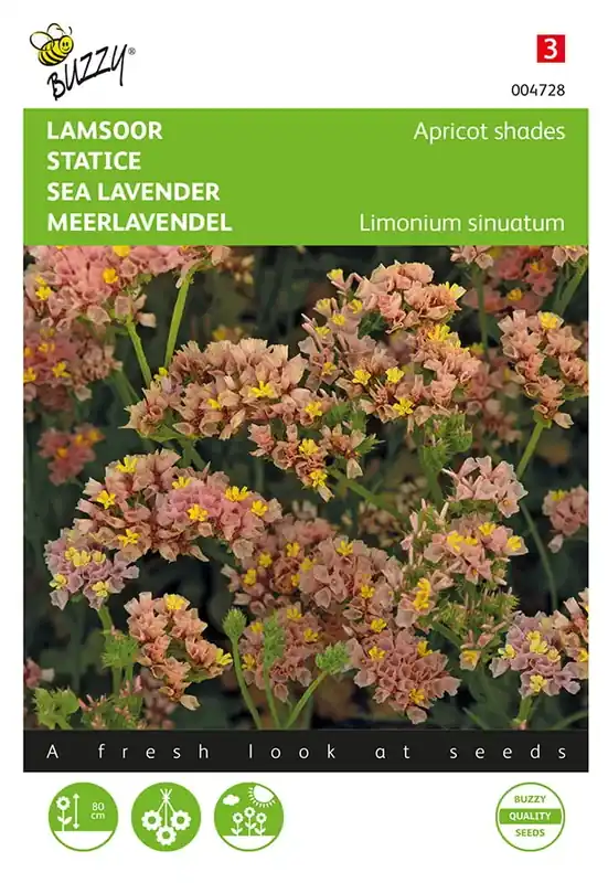 Limonium, Lamsoor Apricot shades - Laatste stuks