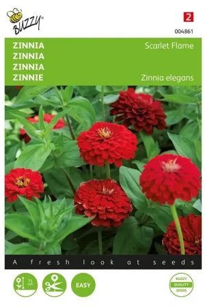 Zinnia Scarlet Flame - Scherpe prijs