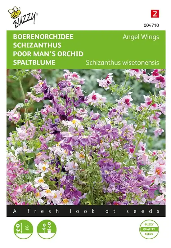 Schizanthus, Boerenorchidee Angel Wings - Opruiming
