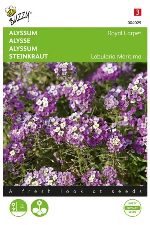 Alyssum Royal Carpet | Koopje