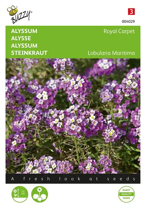 Alyssum Royal Carpet | Koopje
