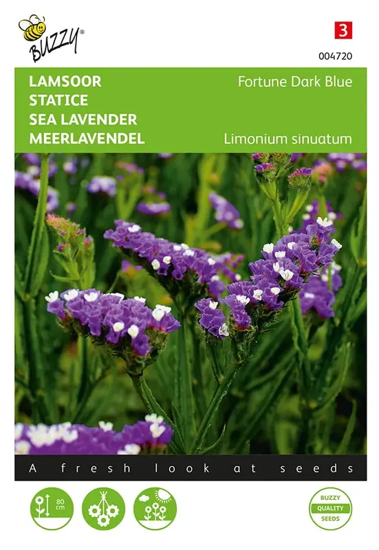 Extra korting | Limonium, Lamsoor Fortune Dark Blue