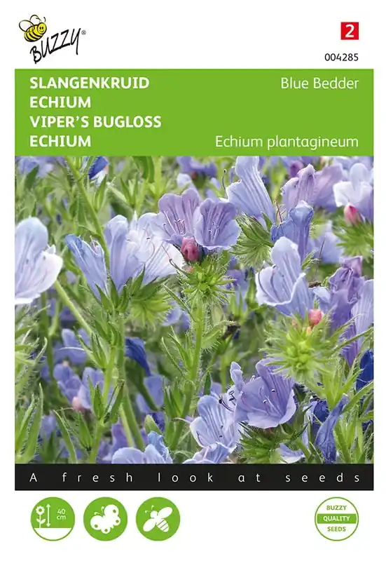 Echium, Slangenkruid Blue Bedder | Favoriet van klanten
