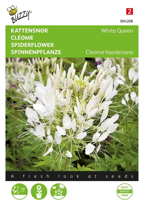 Bestel vandaag - Cleome, Kattensnor White Queen