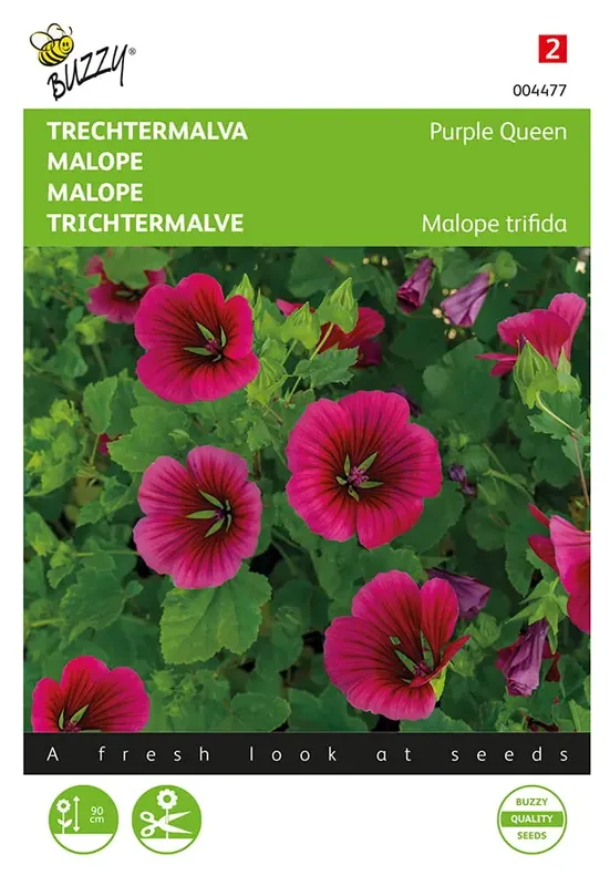 Koop vandaag - Malope, Trechtermalva Purple Queen