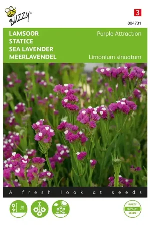 Aanbieding - Limonium, Lamsoor Purple Attraction