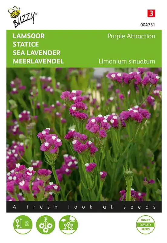Aanbieding - Limonium, Lamsoor Purple Attraction