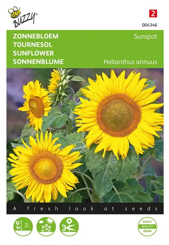 Helianthus, lage zonnebloem Sunspot geel - Nieuwe release