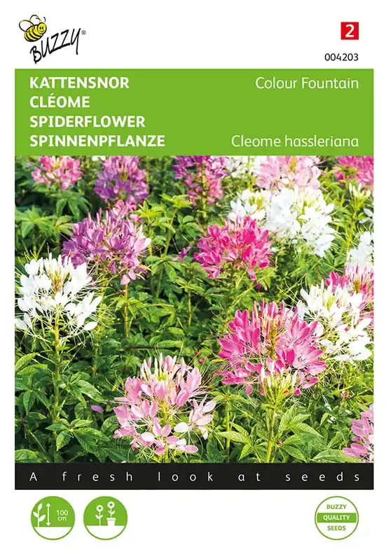Cleome, Kattensnor Colour Fountain | Voeg toe aan winkelwagen