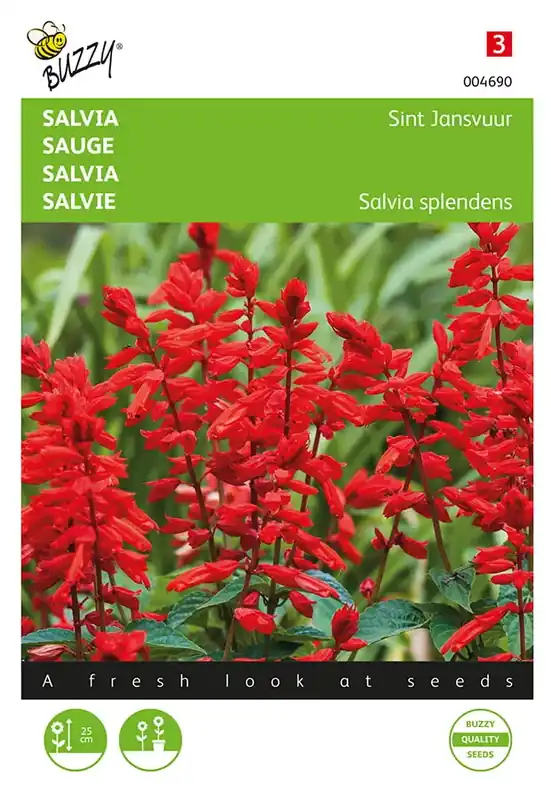 Vanaf nu beschikbaar - Salvia, Vuursalie Sint Jansvuur