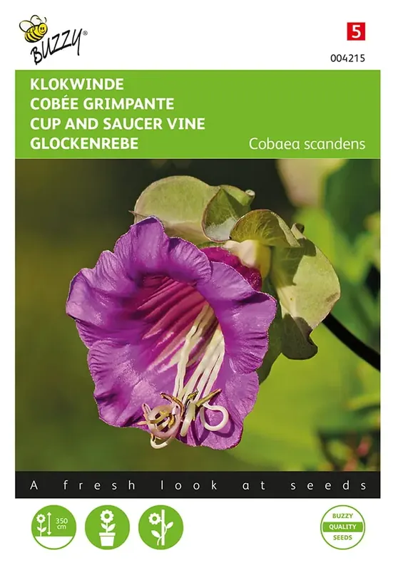 Cobaea, Klokwinde | Spoedlevering