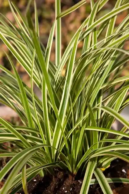 Zegge (Carex morrowii ‘Aureovariegata‘) | Uitverkoop