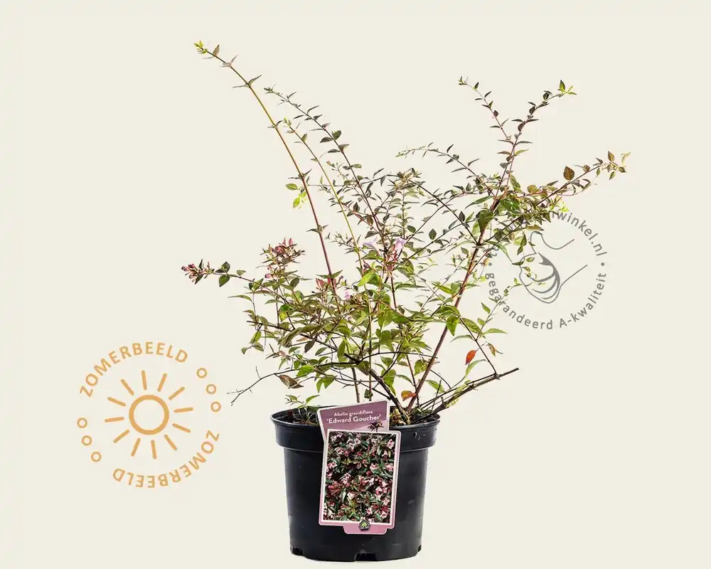 Klantfavoriet - Abelia grandiflora ‘Edward Goucher‘