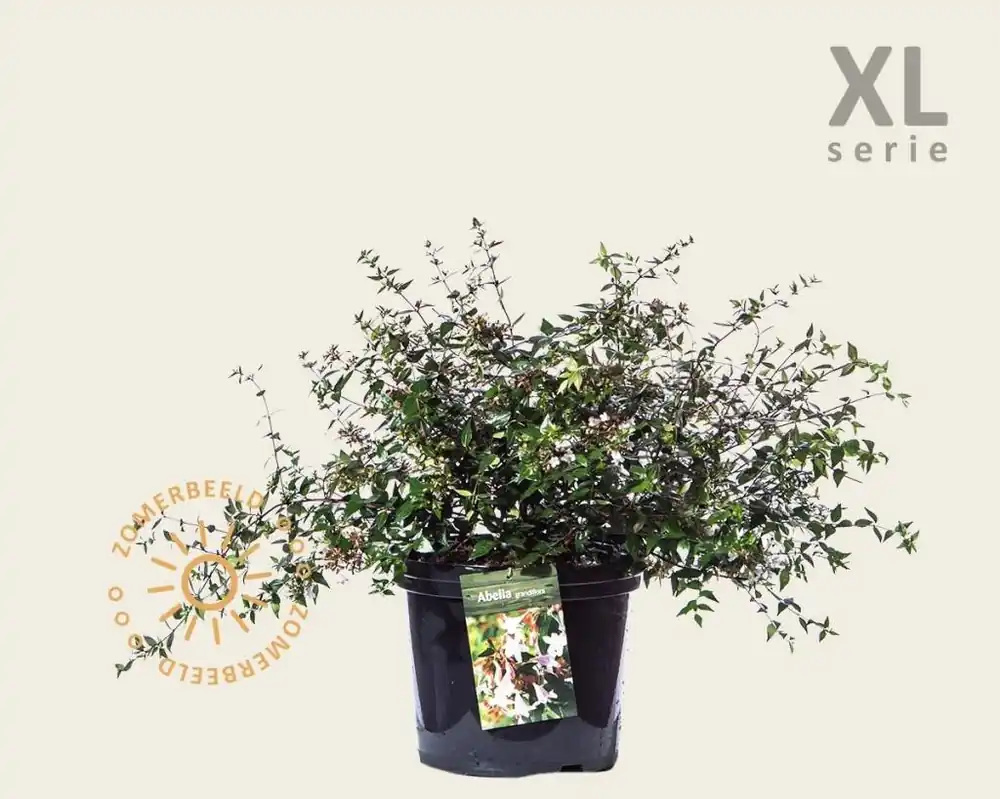Premiumkwaliteit | Abelia grandiflora - XL