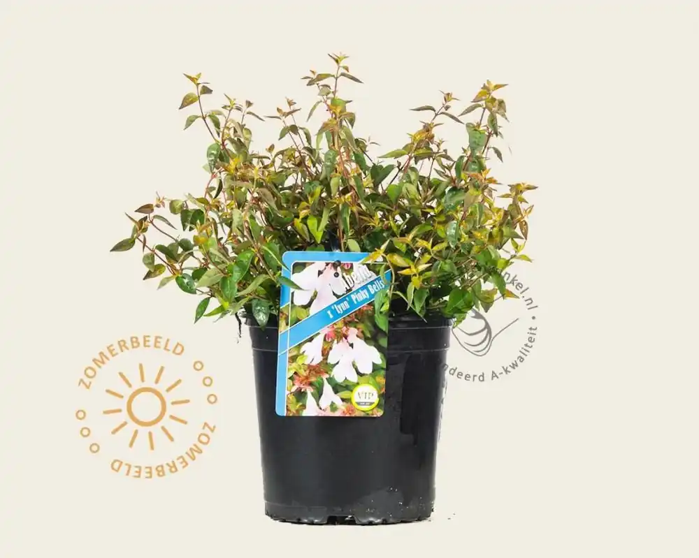 Uitverkoop | Abelia ‘Pinky Bells‘