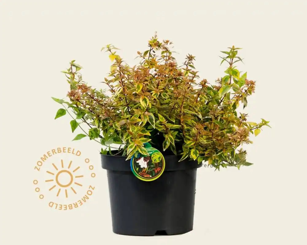 Abelia x grandiflora ‘Kaleidoscope‘ - Pak je kans