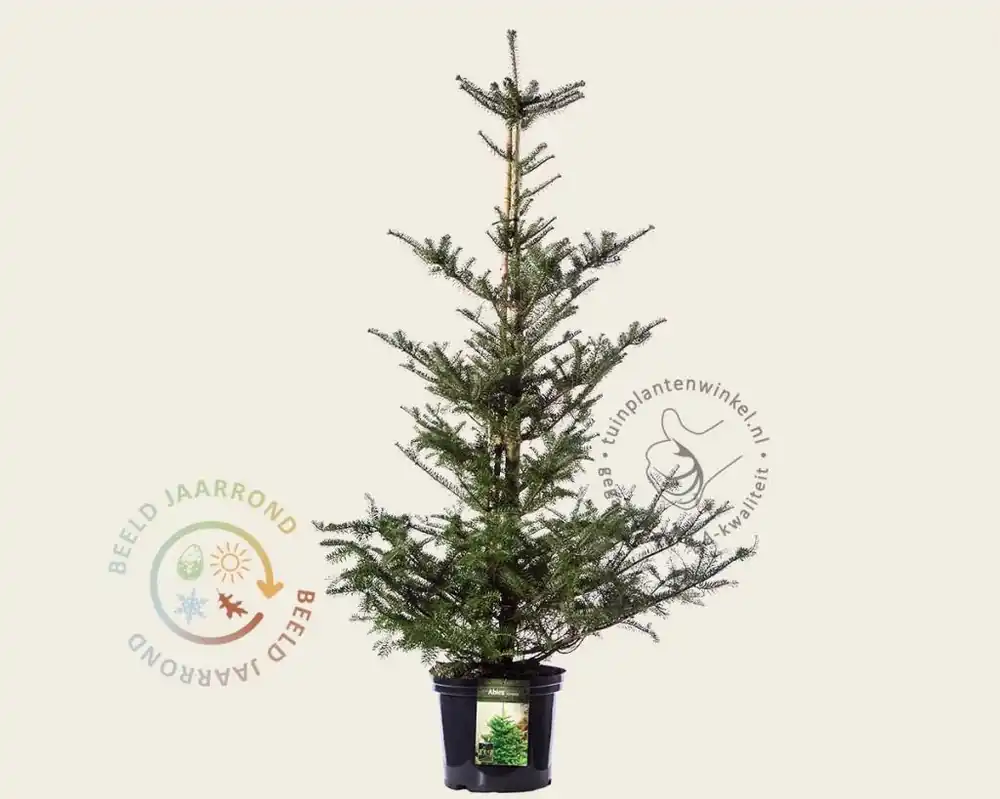 Superprijs | Abies koreana 80/100