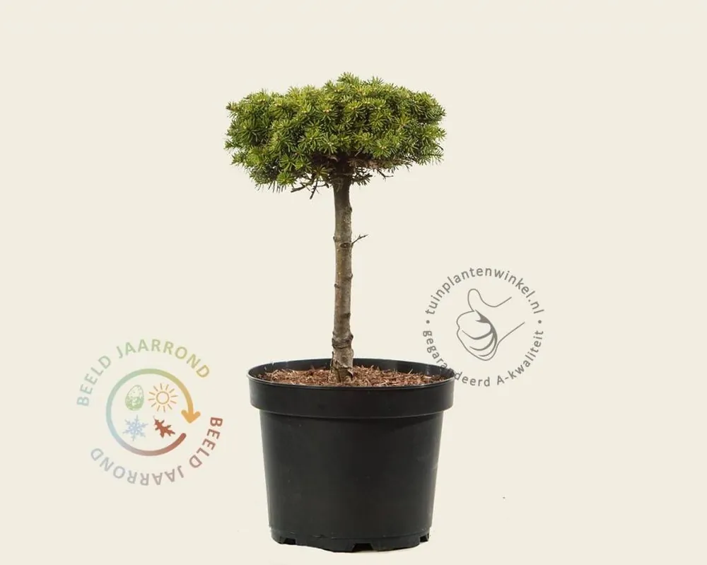 Abies koreana ‘Blauer Eskimo‘ - 20 cm stam - Nieuw