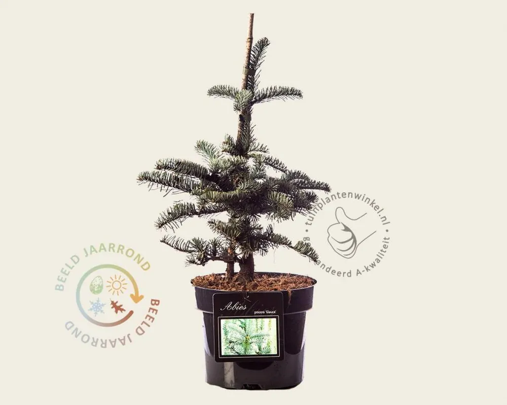 Extra korting | Abies procera ‘Glauca‘