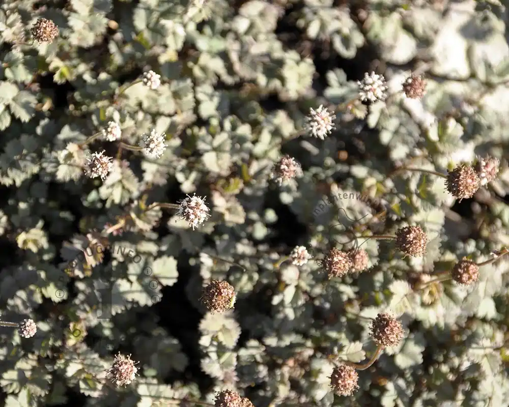 Acaena buchananii | Nieuw binnengekomen