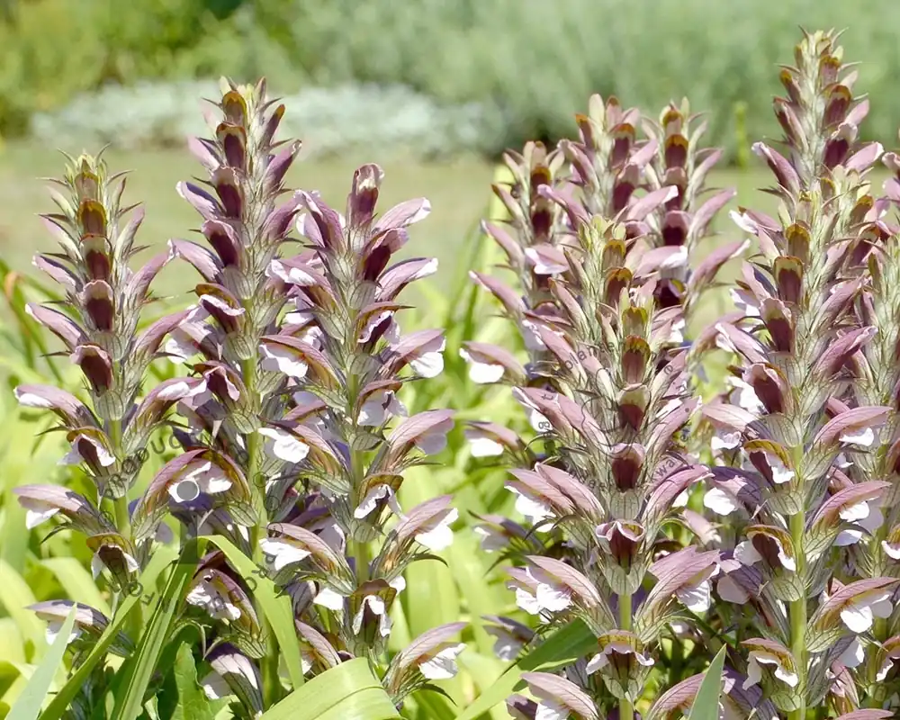 Koop vandaag | Acanthus hungaricus