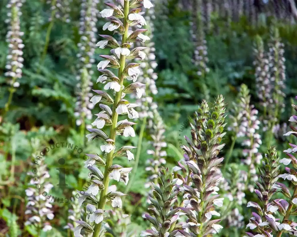Acanthus mollis | Veel gekozen