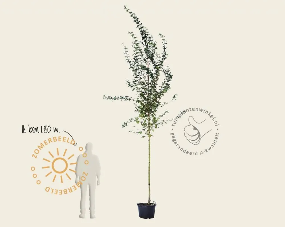 Acer campestre ‘Elsrijk‘ | Direct leverbaar