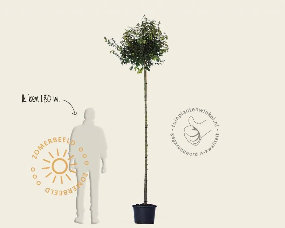 Extra voordeel | Acer campestre ‘Nanum‘ - 225 cm stam