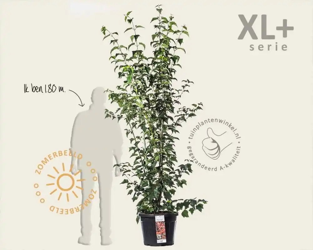 Outlet | Acer davidii - XL+