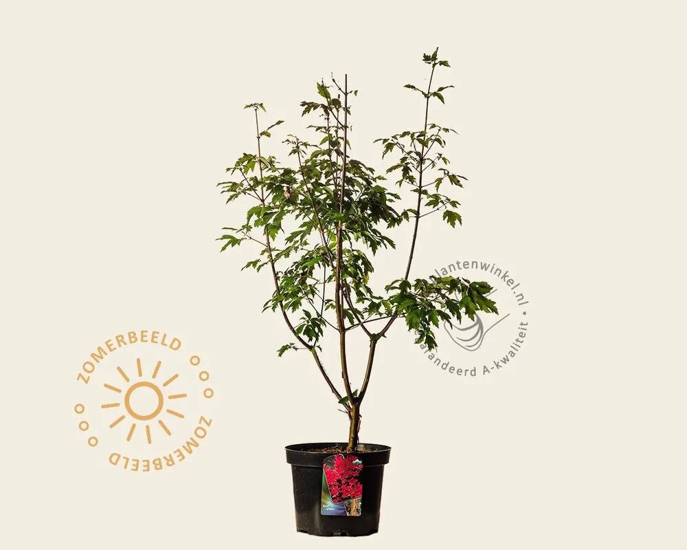 Acer griseum - XL - Nieuw in de shop