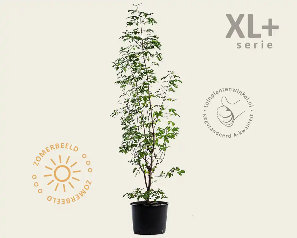 Bestel nu | Acer griseum - XL+