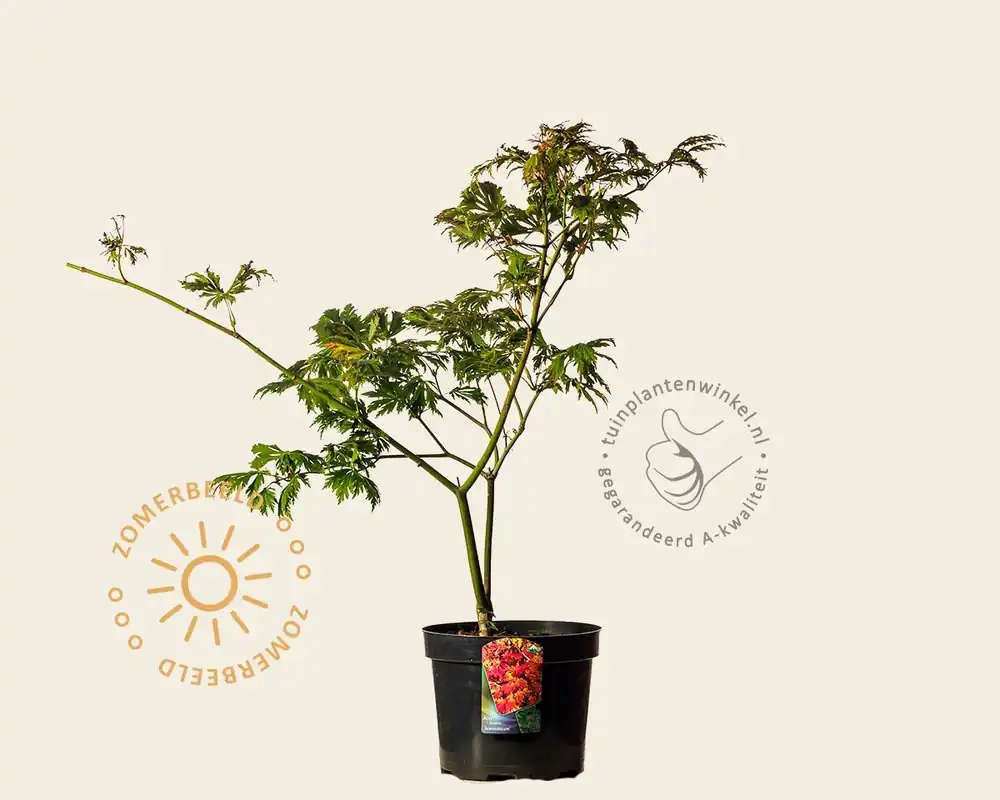 Acer japonicum ‘Aconitifolium‘ | Direct kopen