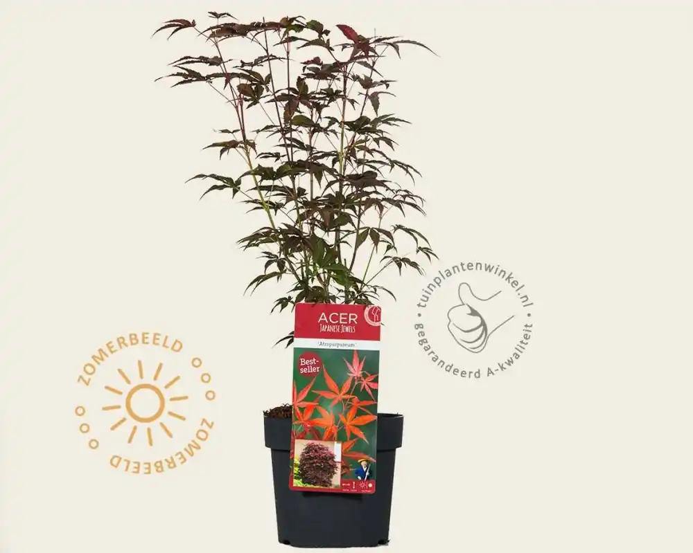 Nieuw - Acer palmatum ‘Atropurpureum‘