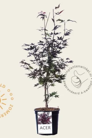 Aanrader | Acer palmatum ‘Atropurpureum‘