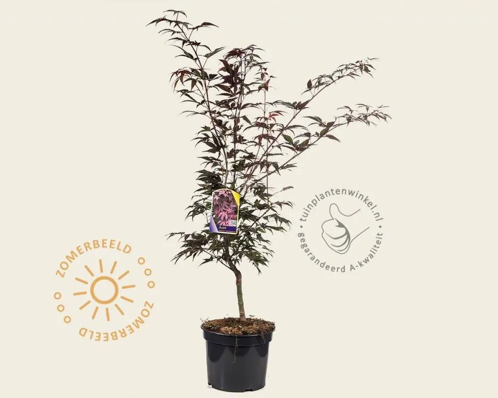 Nieuw product - Acer palmatum ‘Atropurpureum‘