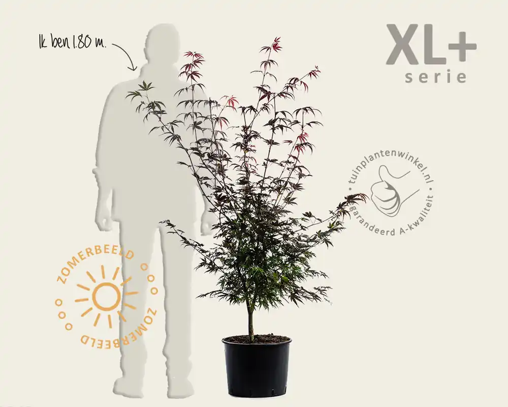Acer palmatum ‘Atropurpureum‘ - XL+ | Laatste stuks