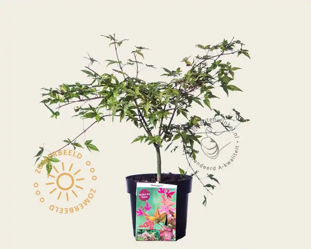Acer palmatum ‘Beni Maiko‘ | Hoog gewaardeerd