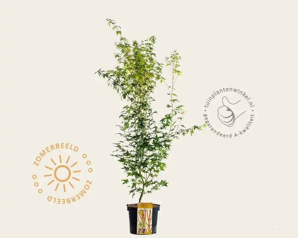 Gratis retourneren - Acer palmatum ‘Bi Hoo‘