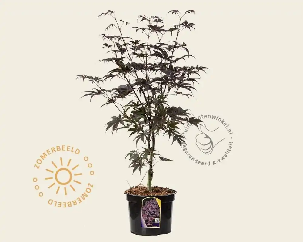 Veilig winkelen | Acer palmatum ‘Bloodgood‘
