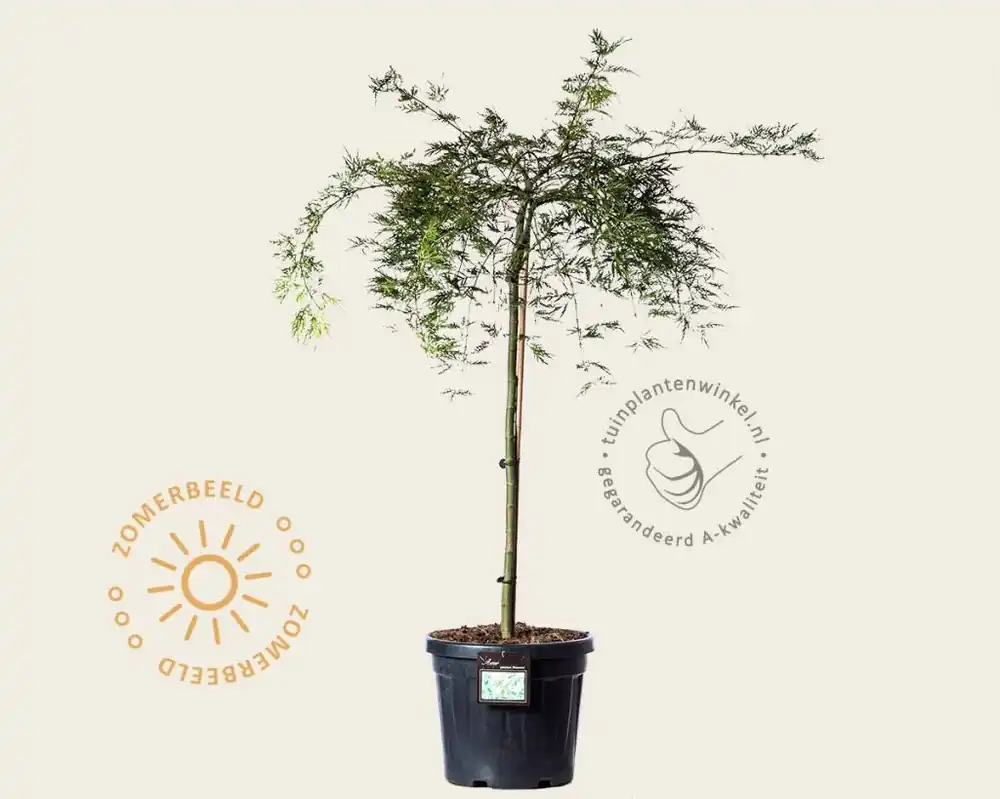 Acer palmatum ‘Dissectum‘ - 80 cm stam - Nieuw binnen