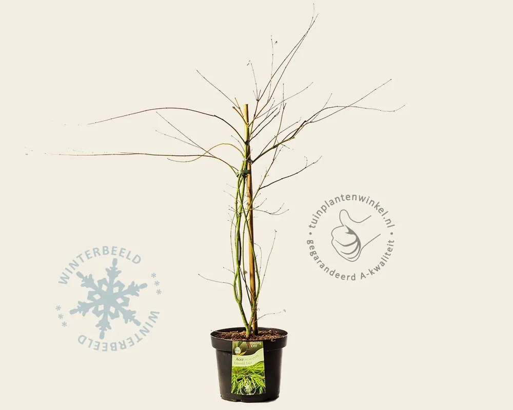 Snelle levering | Acer palmatum ‘Emerald Lace‘