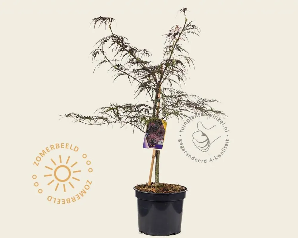 Acer palmatum ‘Garnet‘ - Bestelbaar