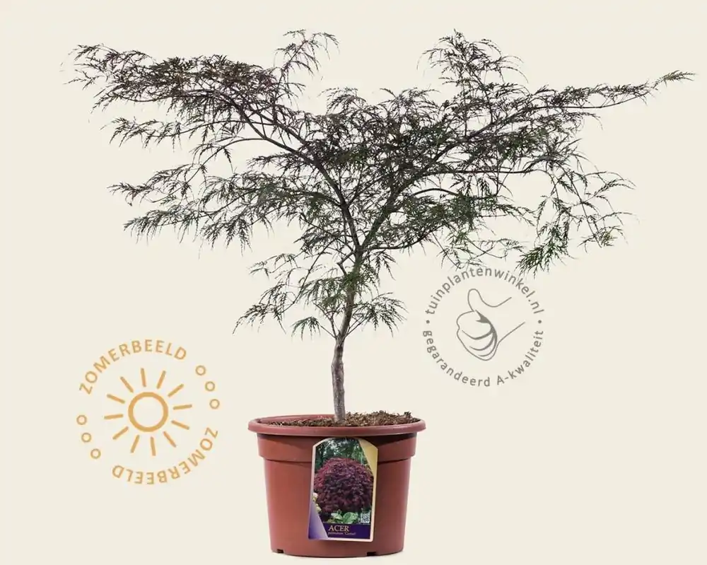 Acer palmatum ‘Garnet‘ 60/80 - Hoge kwaliteit