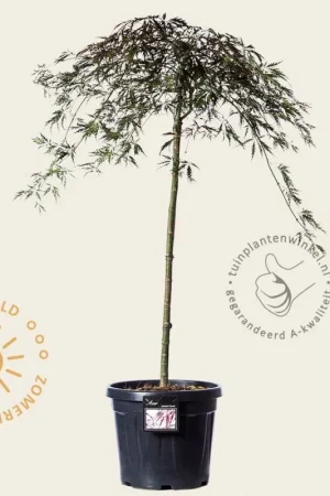 Aanbieding loopt bijna af - Acer palmatum ‘Garnet‘ - 80 cm stam