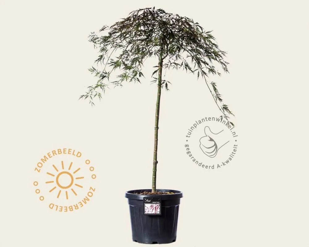 Aanbieding loopt bijna af - Acer palmatum ‘Garnet‘ - 80 cm stam