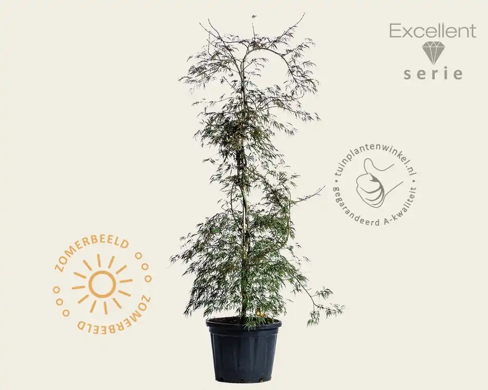 Acer palmatum ‘Garnet‘ - Excellent | Aanrader