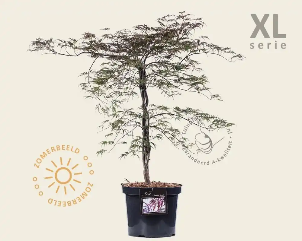 Wees er snel bij - Acer palmatum ‘Garnet‘ - XL