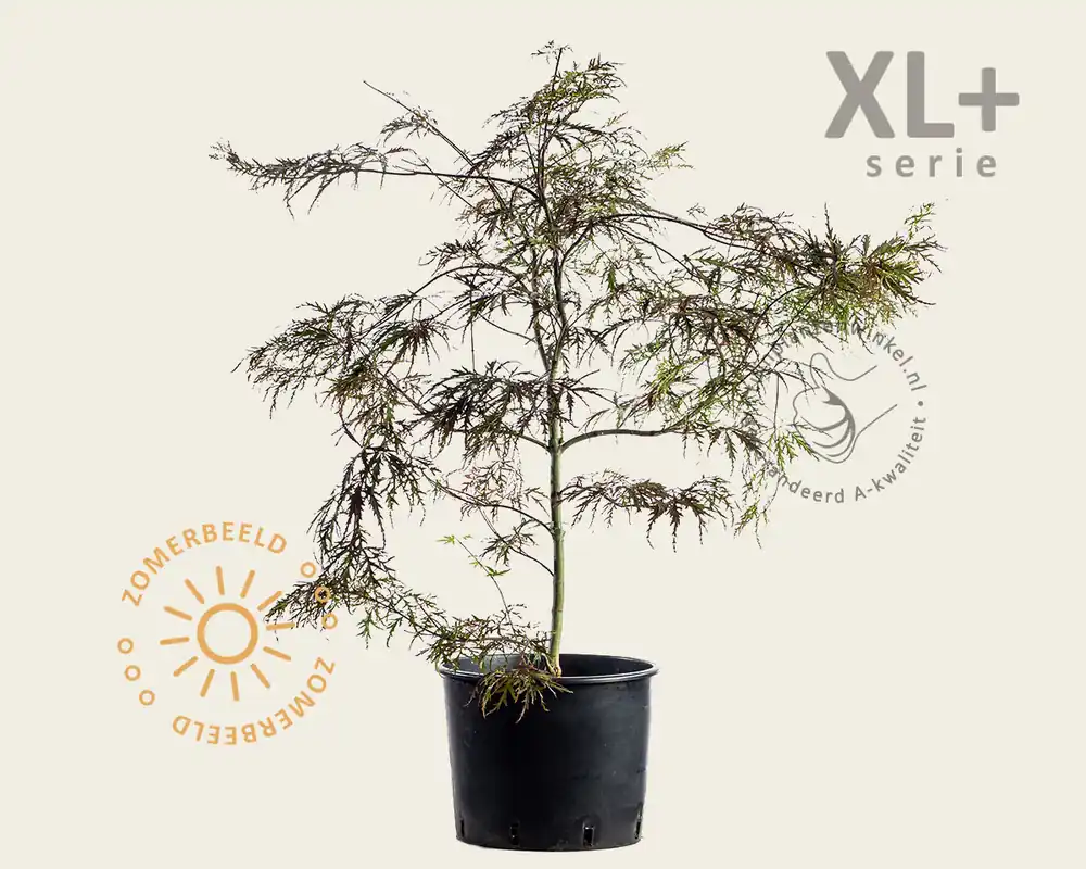 Acer palmatum ‘Garnet‘ - XL+ - Erg populair