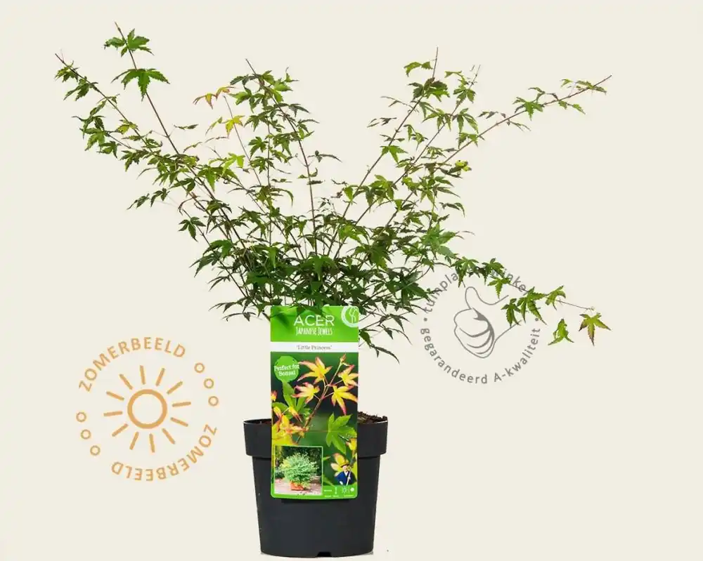 Acer palmatum ‘Little Princess‘ - Beste prijs